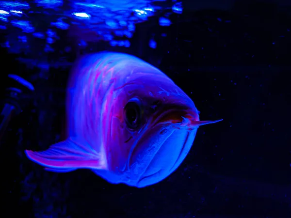 水中のサンゴ礁の魚の閉鎖 — ストック写真