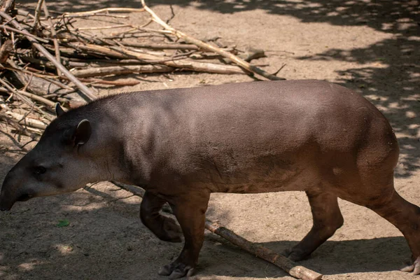 Egy Közeli Felvétel Egy Tapirról Állatkertben — Stock Fotó