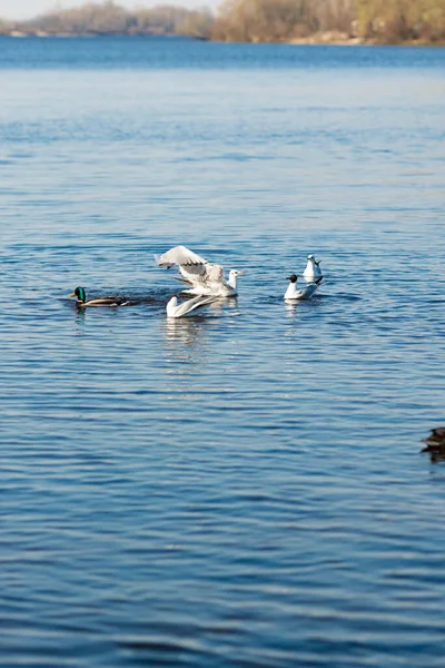 Plan Vertical Mouettes Canards Dans Lac — Photo