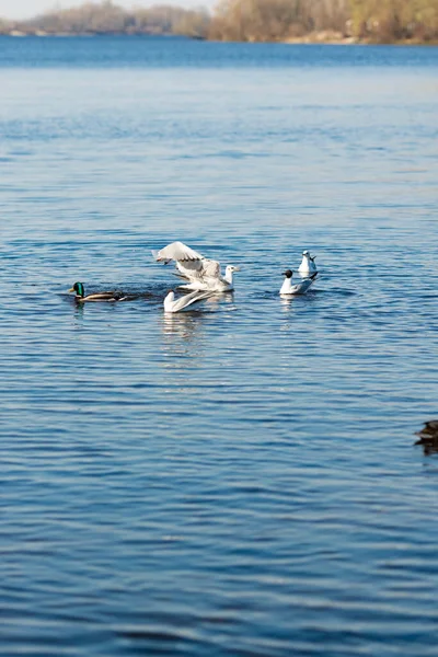 Een Verticaal Schot Van Meeuwen Eenden Het Meer — Stockfoto