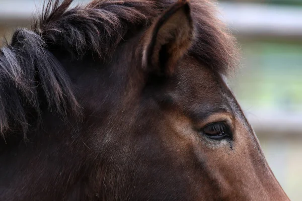 Gros Plan Une Tête Cheval Brune Sous Lumière Soleil — Photo