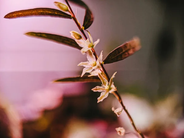 Une Mise Point Sélective Belle Petite Fleur Blanche Dans Une — Photo