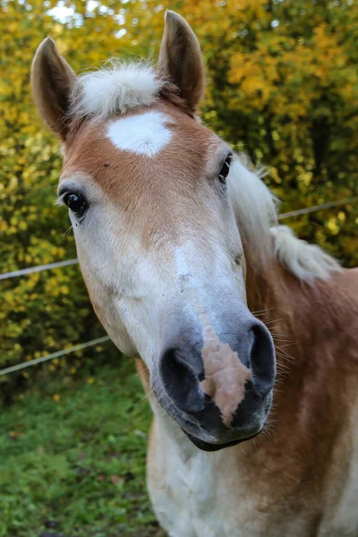 Beau Portrait Tête Cheval Haflinger Sur Paddock — Photo