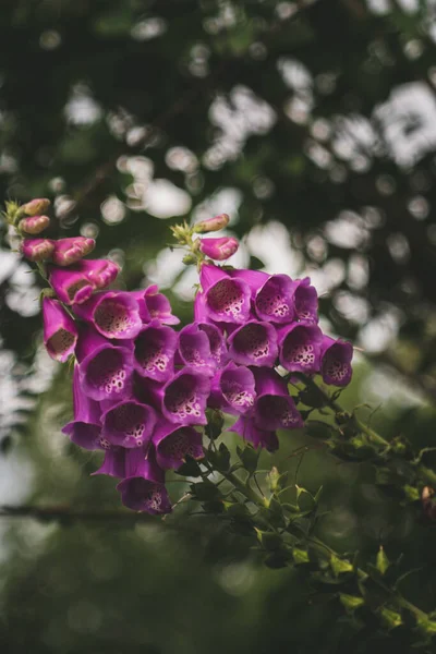 Tiro Vertical Belas Flores Roxas Digitalis — Fotografia de Stock