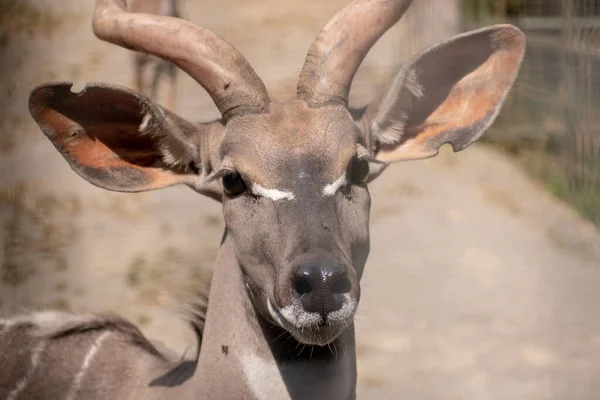 Närbild Bild Kudu Suddig Bakgrund — Stockfoto