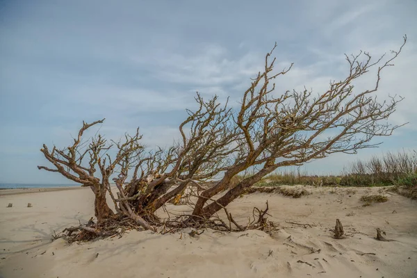 Hermoso Tiro Árbol Seco Orilla Arenosa — Foto de Stock