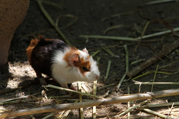 緑の草を食べるハムスターのクローズアップショット — ストック写真