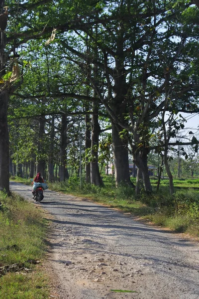 Plan Vertical Sentier Dans Une Forêt — Photo