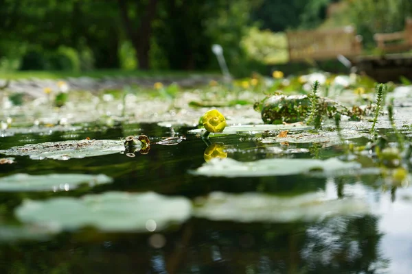 Detailní Záběr Zelených Rostlin Rostoucích Jezírku — Stock fotografie