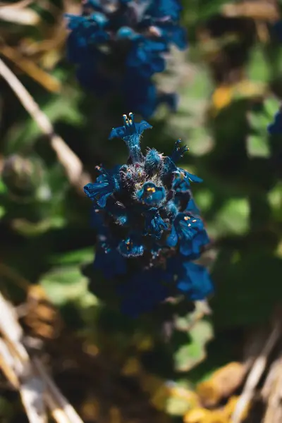 Вертикальный Селективный Снимок Синего Цветка Лесу — стоковое фото