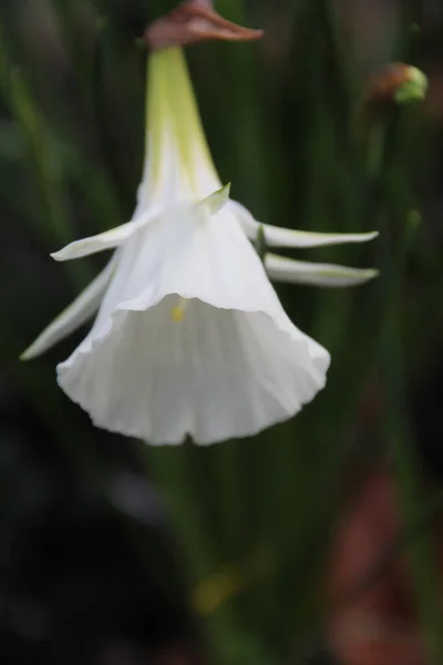 Colpo Fuoco Superficiale Fiore Campana Bianca — Foto Stock