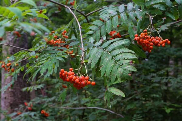 ローワンの木の枝に赤いローワンの果実の塊 — ストック写真