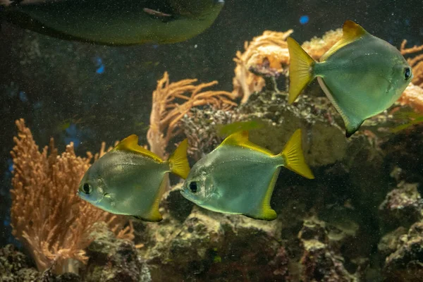 Primer Plano Peces Otra Vida Marina Desde Acuario Zoológico Osnabruck —  Fotos de Stock