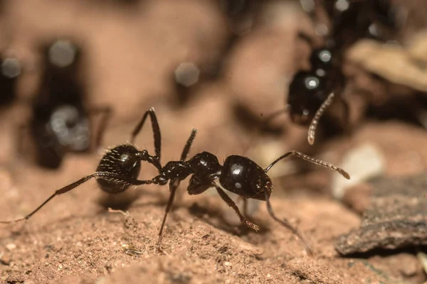 Een Macro Shot Van Een Mierenkolonie — Stockfoto