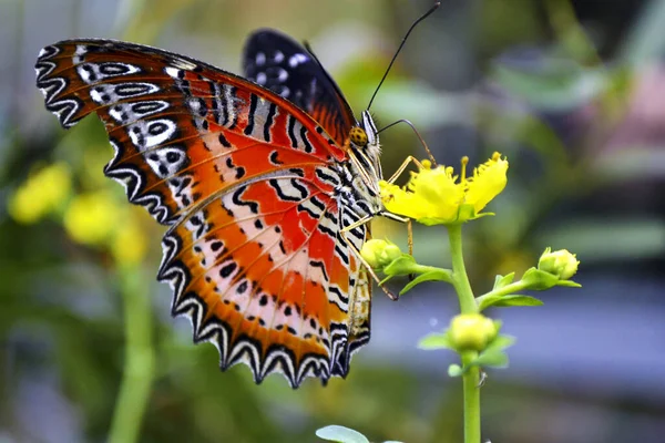 Tiro Seletivo Foco Uma Borboleta Colorida Cethosia — Fotografia de Stock