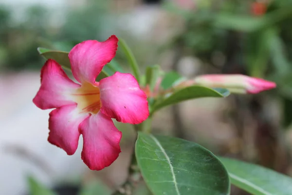 Primo Piano Bellissimo Deserto Rosa Salito Giardino — Foto Stock