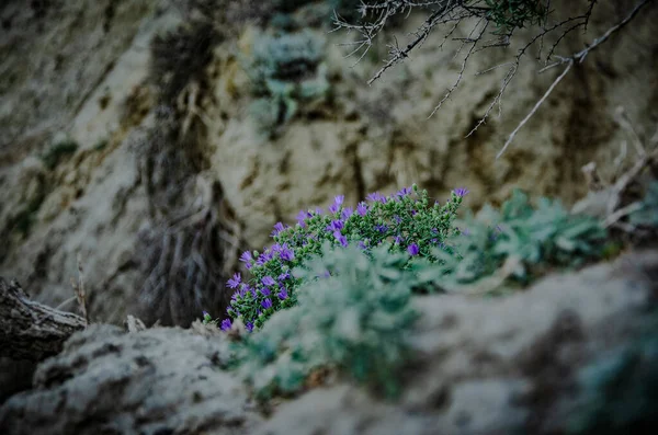 Primer Plano Hermosas Flores Silvestres Púrpuras Bosque —  Fotos de Stock