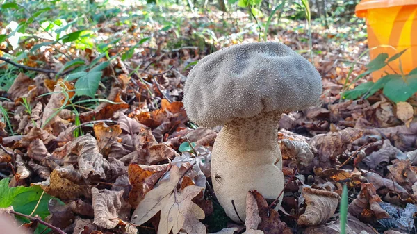 Ormanda Yetişen Yaygın Bir Balon Mantarı Lycoperdon Perlatum — Stok fotoğraf