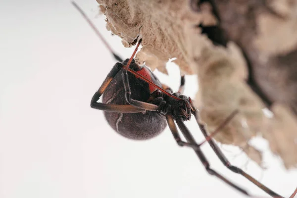 一只棕色寡妇蜘蛛的特写镜头 — 图库照片