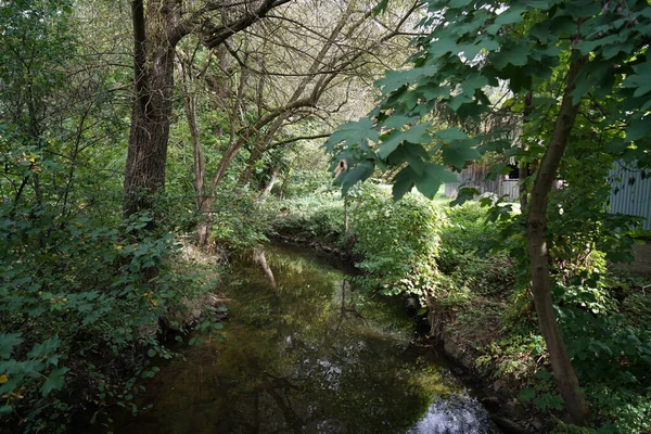 Una Hermosa Toma Río Bosque Verde —  Fotos de Stock