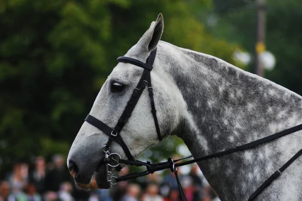 一匹灰色美丽的马带着缰绳的特写镜头 — 图库照片