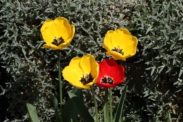 Eine Nahaufnahme Von Gelben Und Roten Tulpen — Stockfoto