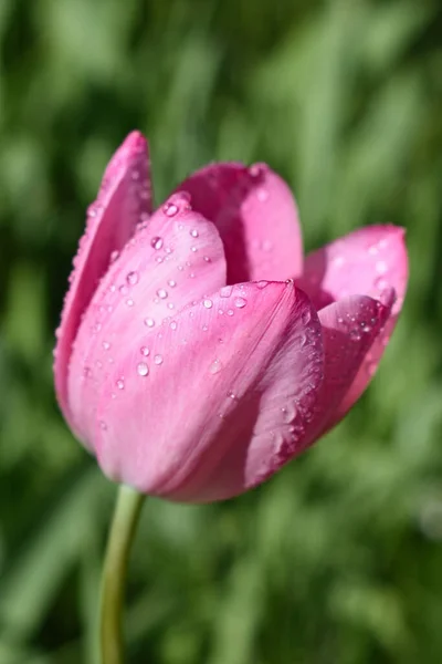 Tiro Close Uma Tulipa Rosa Coberta Com Gotas Orvalho — Fotografia de Stock