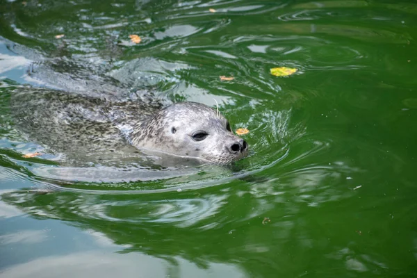 독일의 동물원에서 바다표범이 속에서 헤엄치고 아름다운 — 스톡 사진