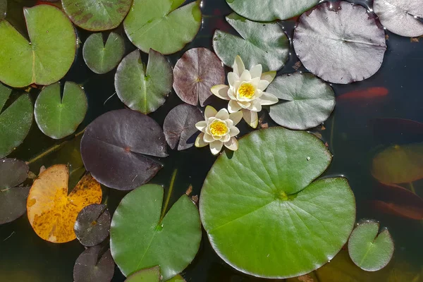 Een Close Shot Van Loof Van Het Water Lelie Een — Stockfoto