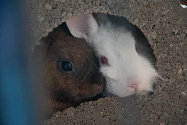 Вибірковий Знімок Фокусу Двох Кроликів Які Дивляться Гнізда — стокове фото
