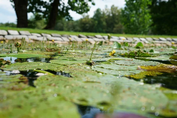 Eine Nahaufnahme Von Seerosen Teich — Stockfoto