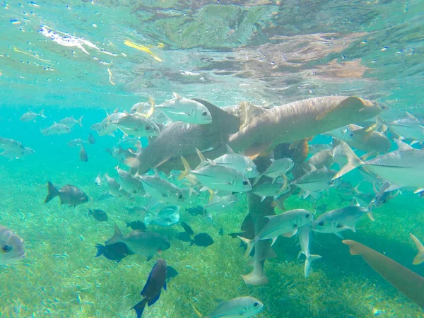 Una Impresionante Foto Paisaje Submarino Con Peces Tropicales Isla Caye —  Fotos de Stock