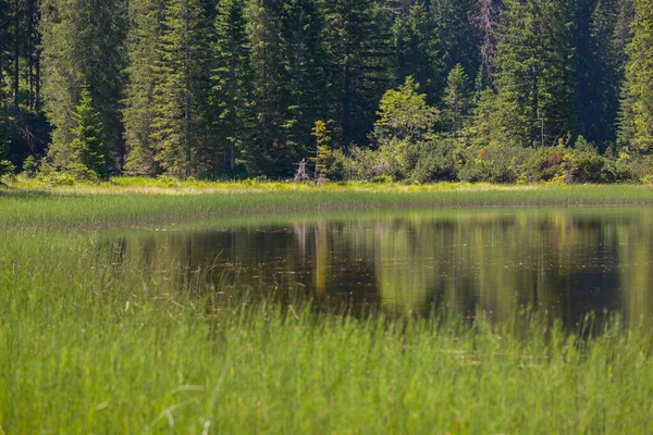 Beautiful Shot Lake Forest Stock Image