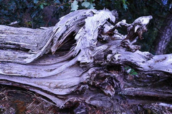 Pezzo Ruvido Invecchiato Albero Ascia — Foto Stock