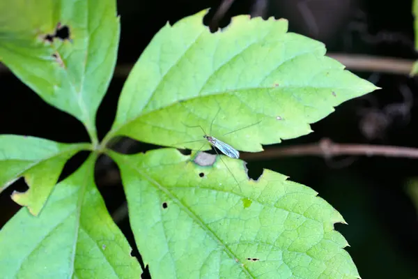 Nahaufnahme Eines Kleinen Insekts Auf Grünen Blättern — Stockfoto