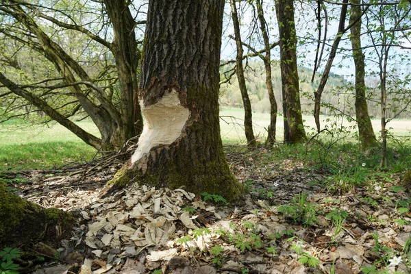 Gran Árbol Grueso Roído Por Castor Bosque —  Fotos de Stock