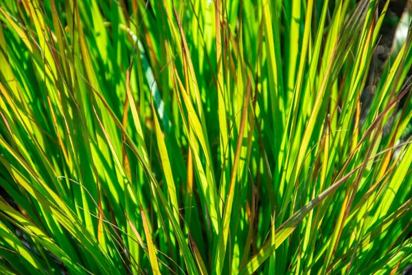 High Angle Shot Green Grass Sunlight — Stock Photo, Image