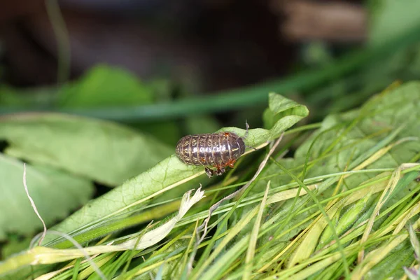 A pill bug on the grass with small insects on it