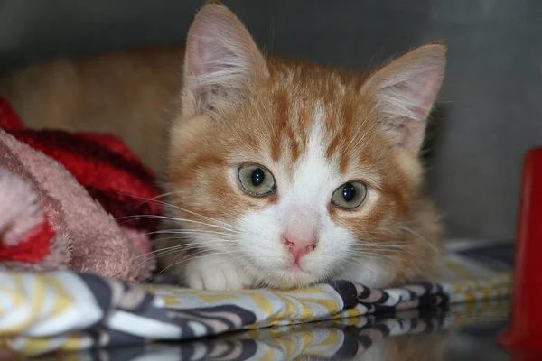 Uma Foto Close Gatinho Gengibre Bonito Olhando Para Câmera — Fotografia de Stock