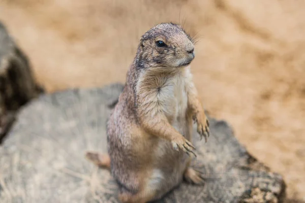 Primer Plano Lindo Perro Pradera Pie Sobre Tronco Árbol — Foto de Stock