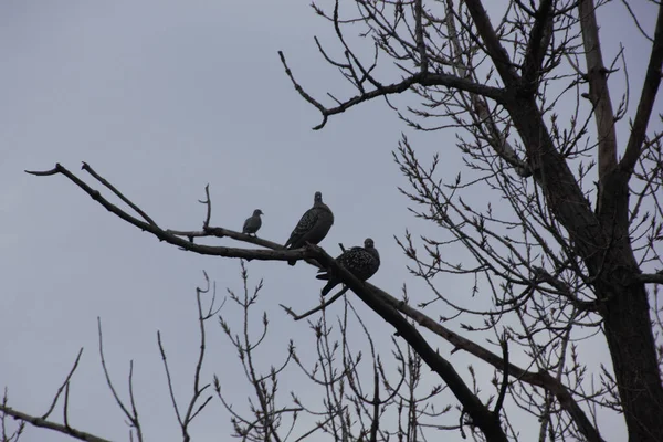 公園の木の上でシルエットを見せる鳥もいます — ストック写真