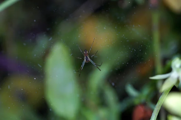 Ett Makro Skott Spindeln Hängande Nätet — Stockfoto