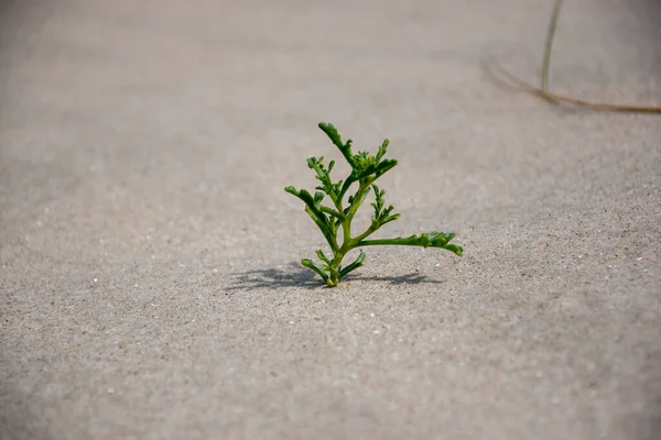 Gros Plan Une Petite Plante Verte Poussant Dans Sable — Photo