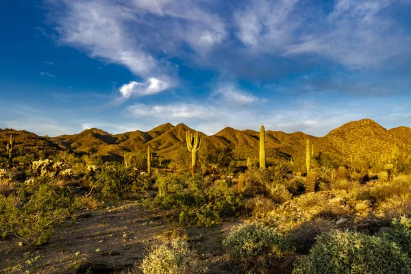 Image Shows Typical Sonoran Desert Scene Arizona Mountains Saguaros Golden — Stock Photo, Image