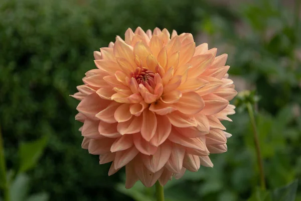 Gros Plan Une Belle Dahlia Sous Lumière Soleil — Photo