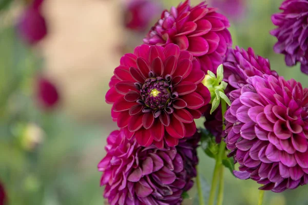 庭の紫色の花の閉鎖 — ストック写真