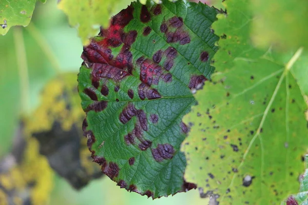 Eine Nahaufnahme Verrottender Roter Flecken Auf Grünen Blättern — Stockfoto