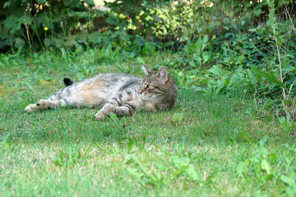 Een Closeup Shot Van Een Schattige Kat Liggend Het Gras — Stockfoto