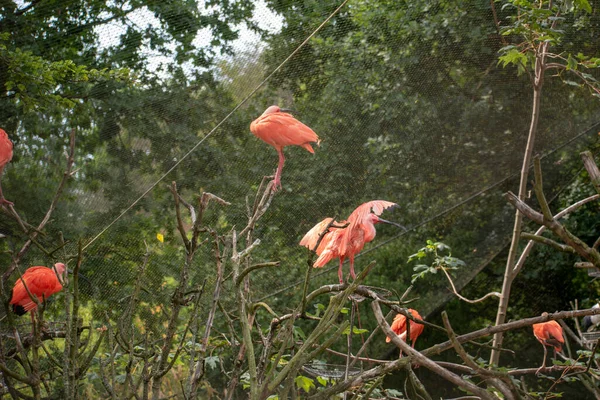 Grupo Flamingos Zoológico — Fotografia de Stock