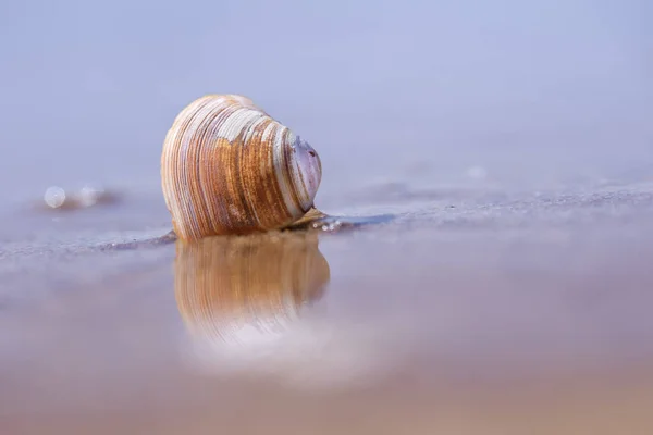 砂の上の貝殻のクローズアップ — ストック写真